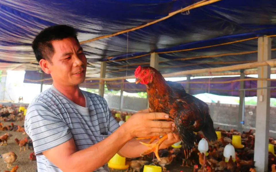 Chăn nuôi "dẫn bàn" trồng trọt