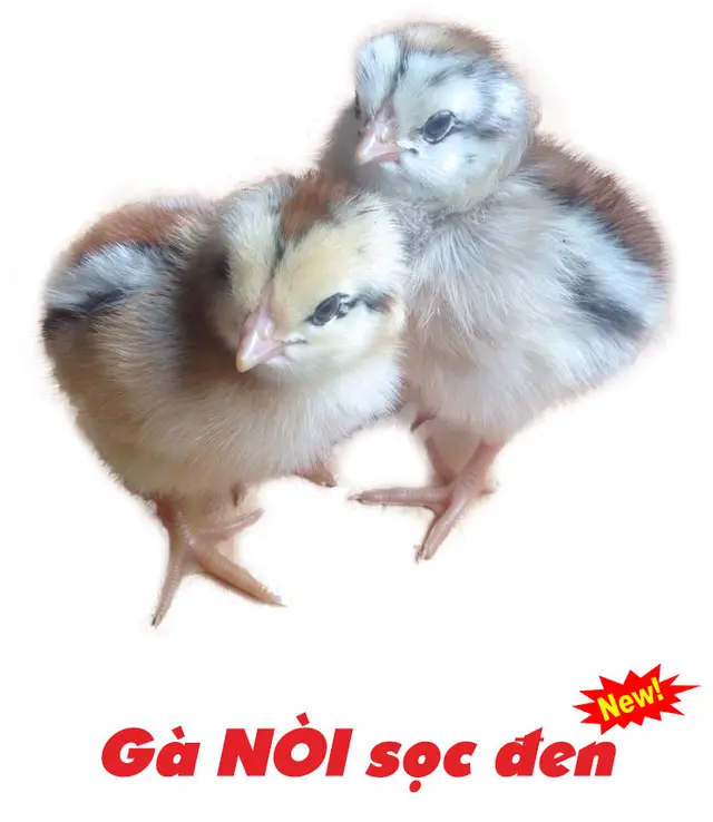 Gà nòi sọc đen