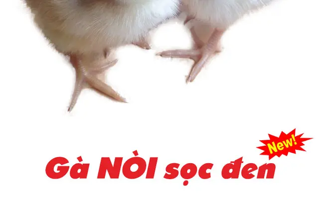 Gà nòi sọc đen