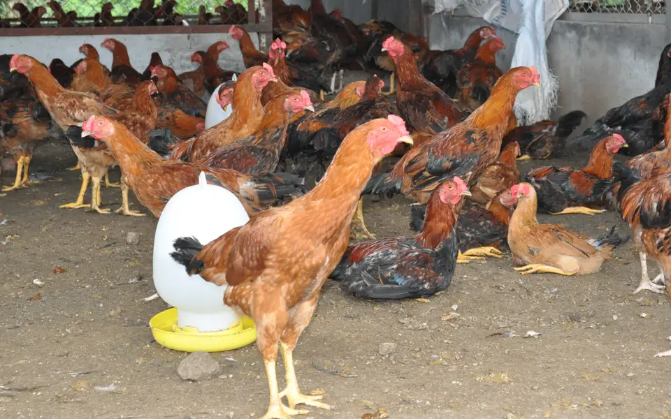Đổi mới để tăng giá trị