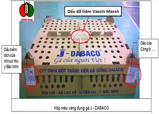 Cách nhận biết để tránh mua gà giả, gà nhái thương hiệu gà giống DABACO.