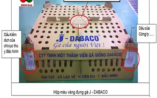 Cách nhận biết để tránh mua gà giả, gà nhái thương hiệu gà giống DABACO.