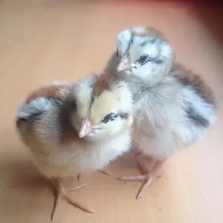 Gà nòi sọc đen