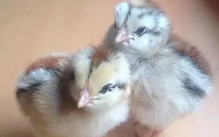 Gà nòi sọc đen