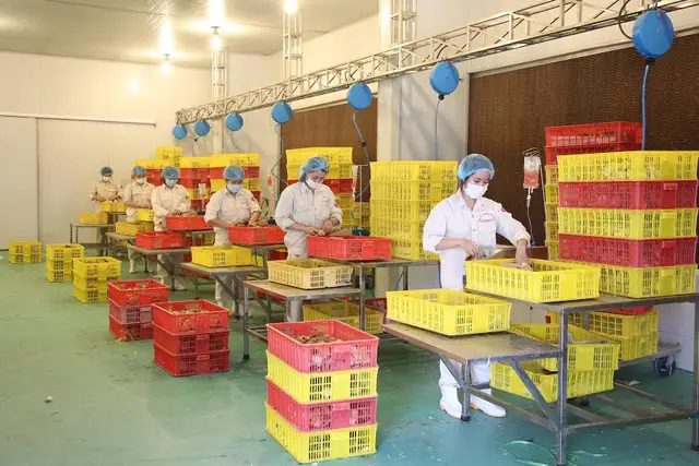 Tiêm vắc xin Marek cho gà bằng máy tiêm tự động (Nhà máy sản xuất con giống gia cầm DABACO 3)