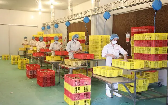Tiêm vắc xin Marek cho gà bằng máy tiêm tự động (Nhà máy sản xuất con giống gia cầm DABACO 3)