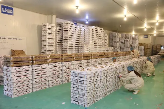 Kiểm  tra gà giống trước khi xuất bán (Nhà máy sản xuất con giống gia cầm DABACO 2)