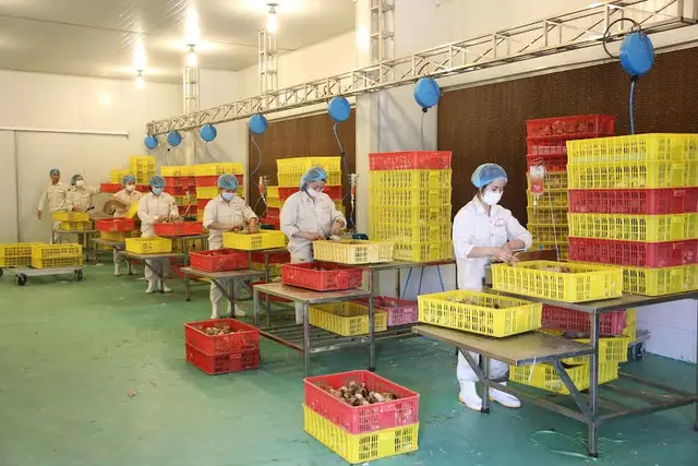 Tiêm vắc xin Marek cho gà 1 ngày tuổi (Tại Nhà máy sản xuất con giống gia cầm DABACO 3)