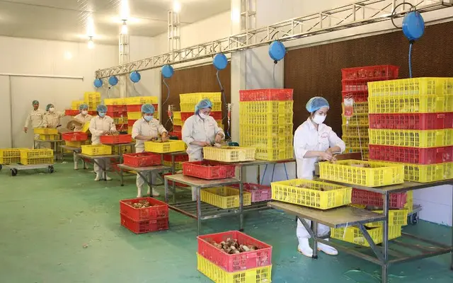 Tiêm vắc xin Marek cho gà 1 ngày tuổi (Tại Nhà máy sản xuất con giống gia cầm DABACO 3)