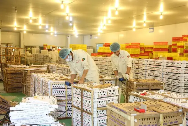 Đóng kiện gà giống gửi đi niềm Nam (tại Nhà máy sản xuất con giống gia cầm DABACO 4)