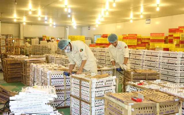 Đóng kiện gà giống gửi đi niềm Nam (tại Nhà máy sản xuất con giống gia cầm DABACO 4)