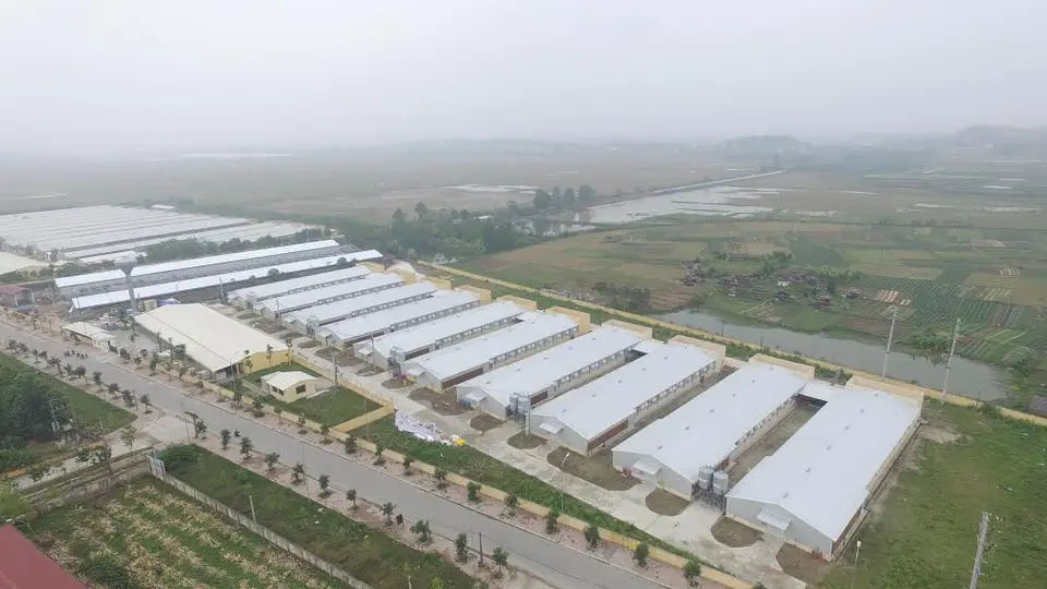 Khu nuôi dưỡng gà bố mẹ của Dabaco Group