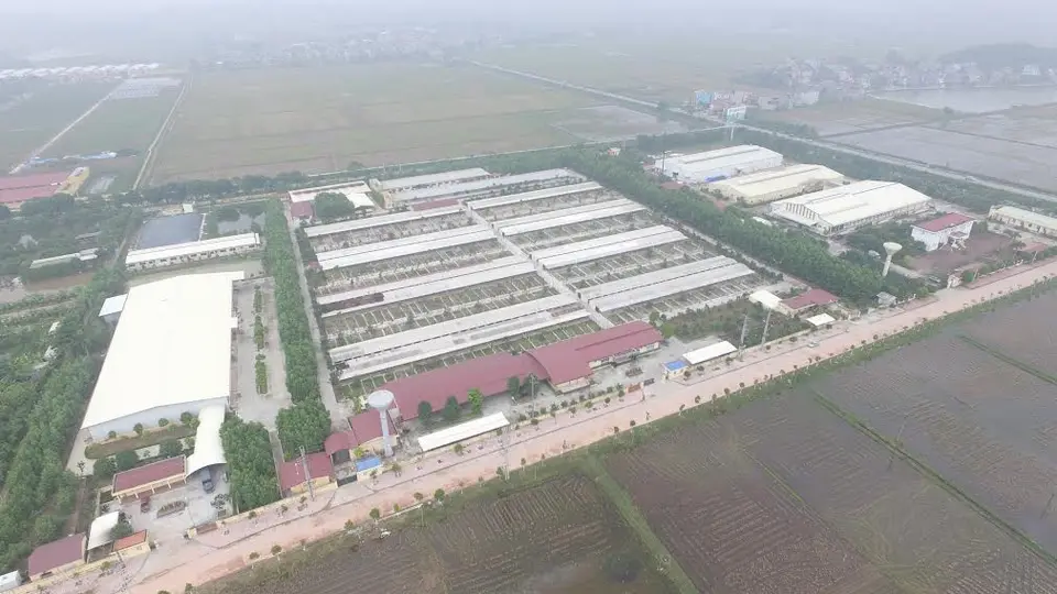 Trung tâm nghiên cứu gà 9 cựa Dabaco