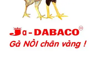 Gà nòi chân vàng