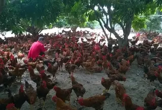 Tương lai gà trắng, gà màu: Công nghiệp gà màu