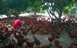 Tương lai gà trắng, gà màu: Công nghiệp gà màu