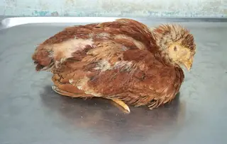 Bệnh cầu trùng trên gà