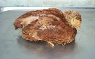 Bệnh cầu trùng trên gà