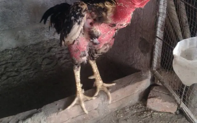 Bệnh sưng phù đầu gà