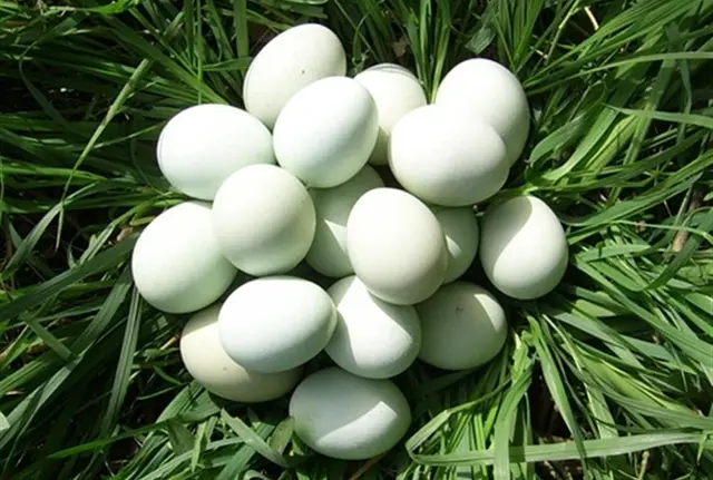 Bất ngờ trứng gà vỏ xanh