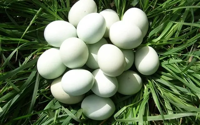Bất ngờ trứng gà vỏ xanh