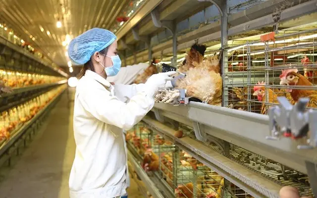 Các nước quy định kháng sinh trong TĂCN như thế nào?