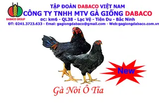 GÀ NÒI Ô TÍA - DABACO