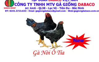 GÀ NÒI Ô TÍA - DABACO