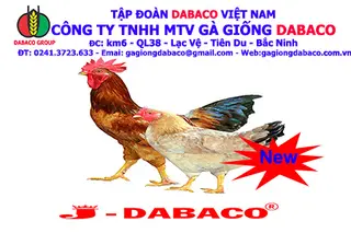 GÀ J- DABACO, GÀ CỦA NGƯỜI VIỆT