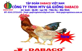 GÀ J- DABACO, GÀ CỦA NGƯỜI VIỆT