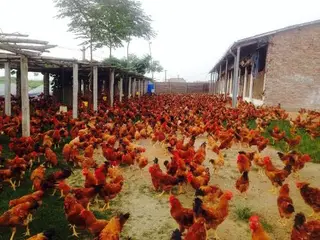 GÀ THẢO DƯỢC DABACO
