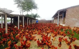 GÀ THẢO DƯỢC DABACO