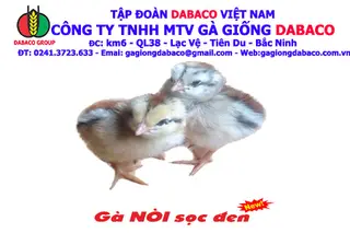 GÀ NÒI SỌC ĐEN
