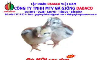 GÀ NÒI SỌC ĐEN