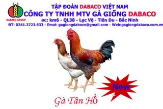 GÀ TÂN HỒ - DABACO