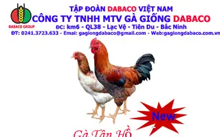 GÀ TÂN HỒ - DABACO
