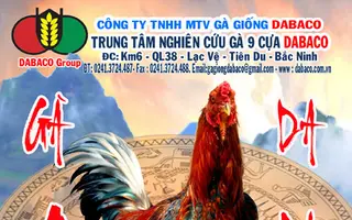 Gà 9 cựa DABACO - Tôn Vinh Bản Sắc Việt