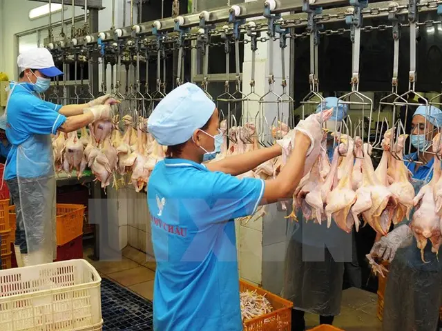 Thịt gà Việt Nam gian nan tìm đường xuất khẩu sang Nhật, EU
