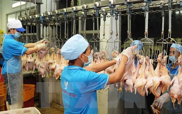 Thịt gà Việt Nam gian nan tìm đường xuất khẩu sang Nhật, EU