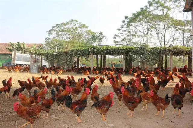 Nơi nuôi gà lông màu lớn nhất Vịnh Bắc Bộ