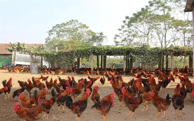 Nơi nuôi gà lông màu lớn nhất Vịnh Bắc Bộ