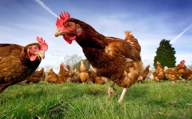 Năm Dậu và câu chuyện về doanh nghiệp gà số 1 trên TTCK Việt Nam