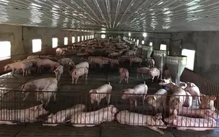 Chăn nuôi lợn vỡ trận vì tái cơ cấu nửa vời và yếu khâu thị trường