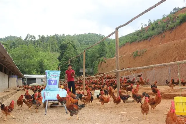 Gà thả rông dễ nhiễm bệnh