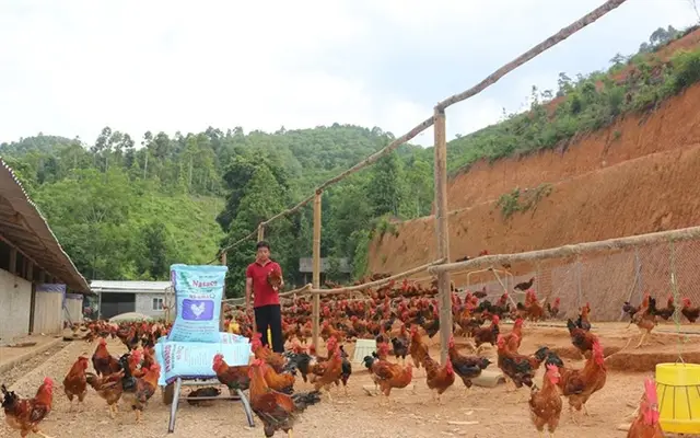 Gà thả rông dễ nhiễm bệnh