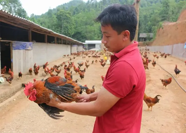 “Giải huyệt” ngành chăn nuôi để xuất khẩu