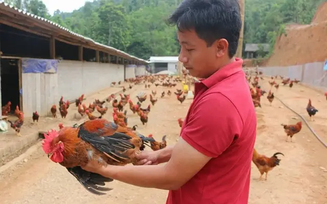 “Giải huyệt” ngành chăn nuôi để xuất khẩu