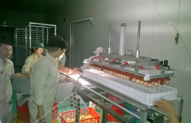 Máy soi trứng tự động