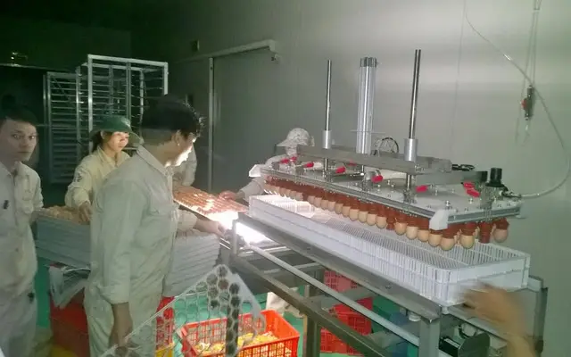 Máy soi trứng tự động
