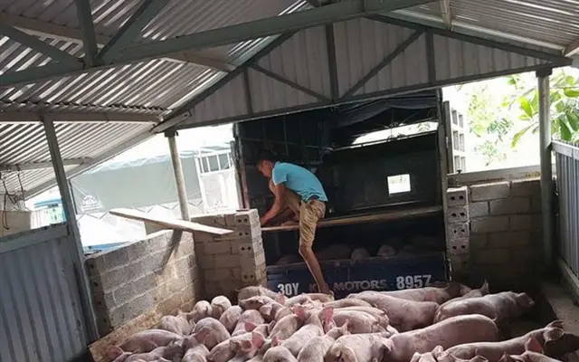 Bình tĩnh để tránh bị hớ trong đàm phán xuất khẩu thịt lợn